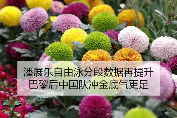 潘展乐自由泳分段数据再提升 巴黎后中国队冲金底气更足