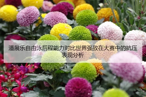 潘展乐自由泳后程能力对比世界强敌在大赛中的抗压表现分析